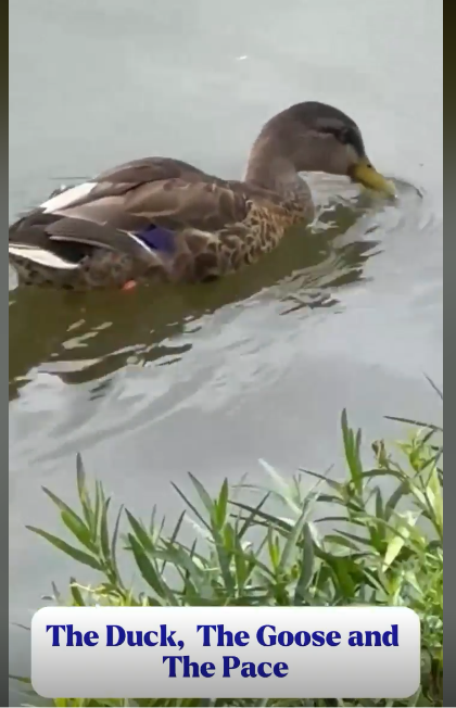 The Duck, The Goose, and The Pace You Are Actually Meant To Keep duck